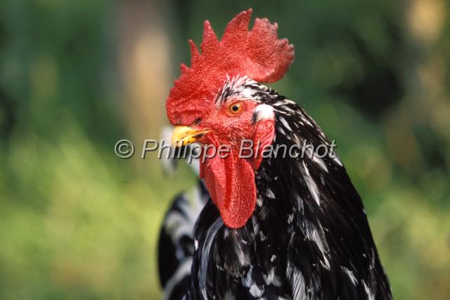 espagne asturies 06.JPG - Coq des Asturies, espèce menacéeAsturies, Espagne